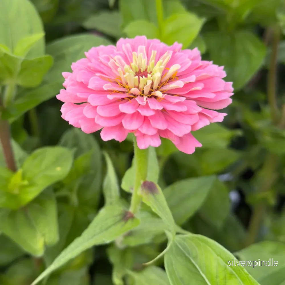 Zinnia ‘Exquisite’ - Bild 2
