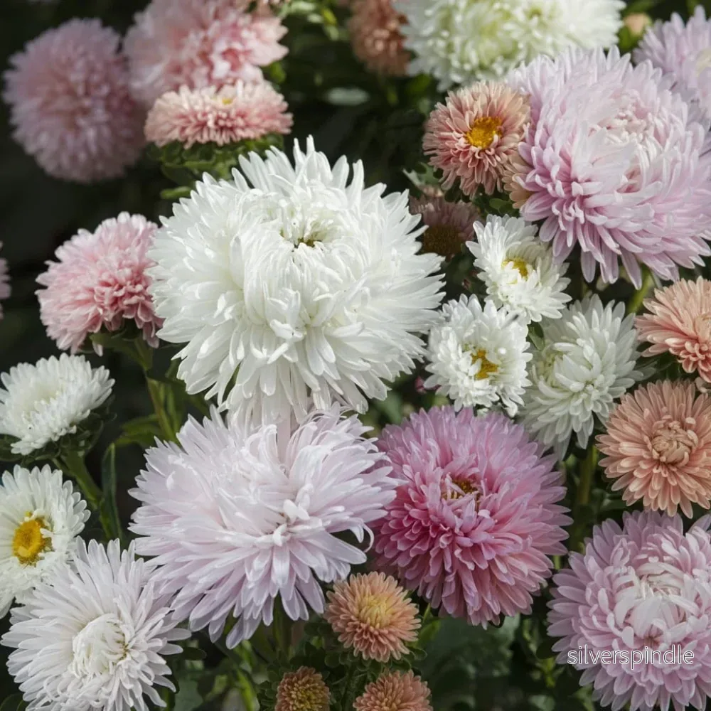 Sommaraster ‘The Roses Mixture’ - Bild 2
