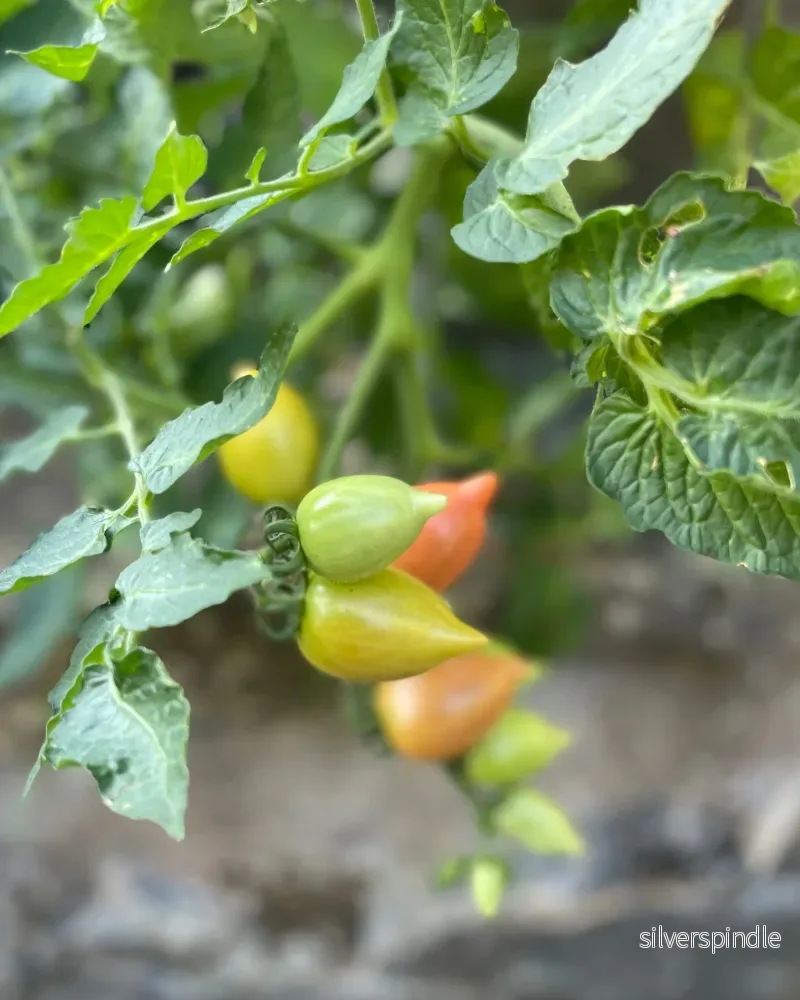 Körsbärstomat 'Plumbrella' Mix - Nyhet! - Bild 3