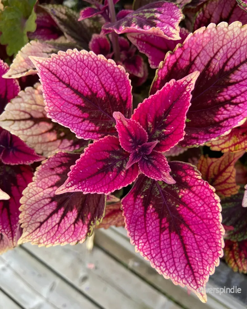Palettblad ‘Sola’ Palettblad ‘Sola’