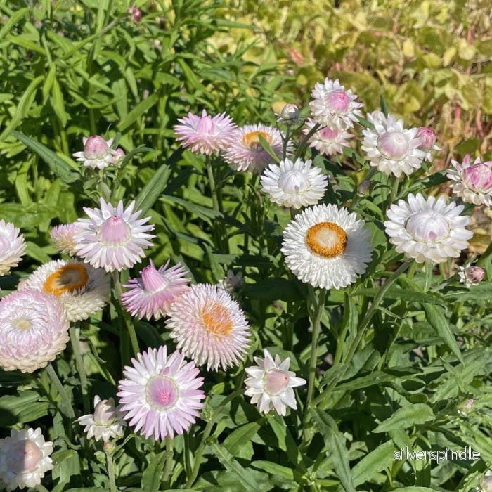 Jätteeternell ‘Silvery Rose’ - Bild 3