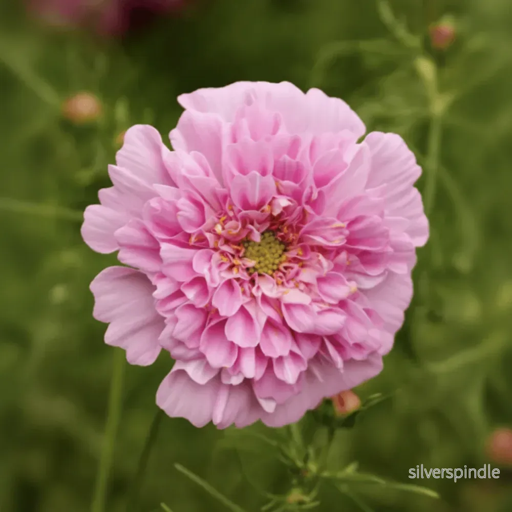 Rosenskära ‘Double Click Rose Bonbon’ Rosenskära ‘Double Click Rose Bonbon’
