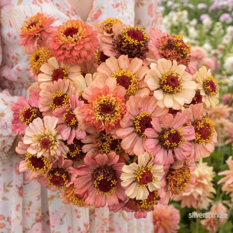Zinnia ‘Zinderella Peach’ - Bild 2