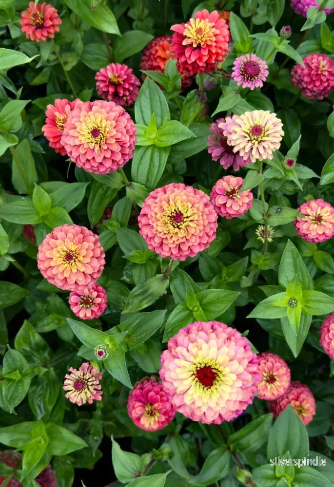Zinnia ‘Queeny Red Lime’ - Bild 3