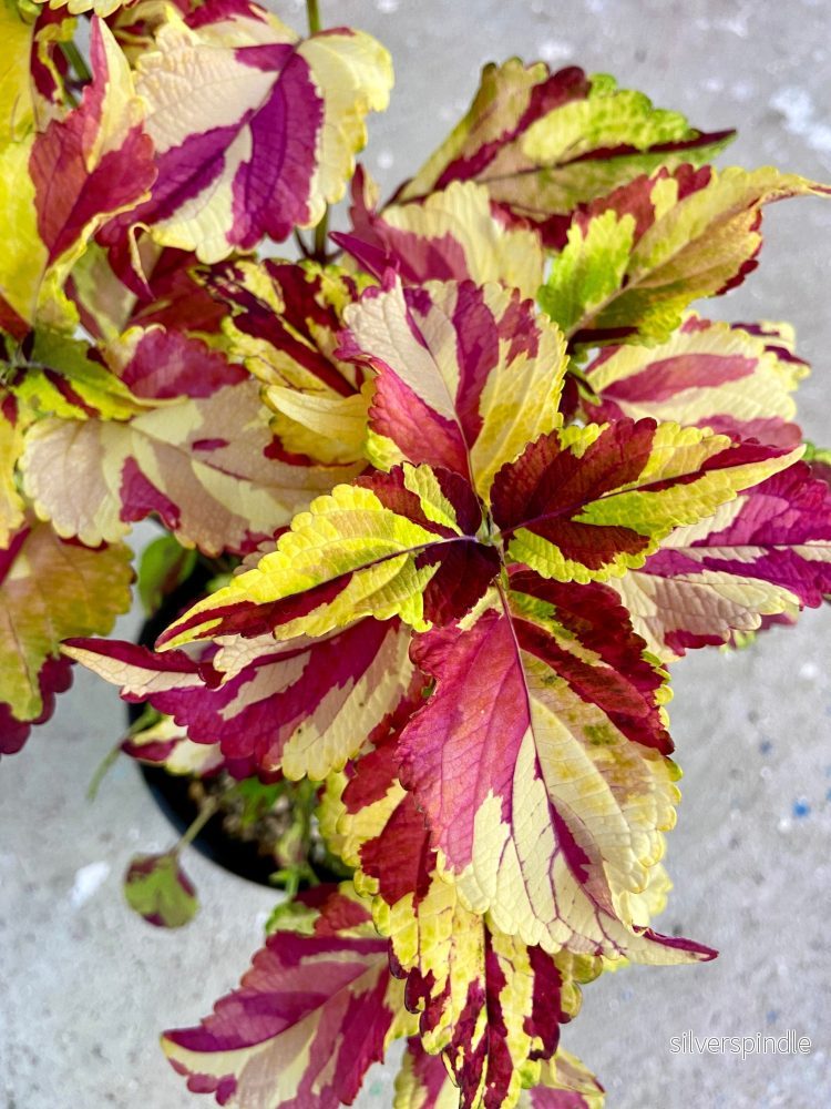 Palettblad ‘Fingerpaint’