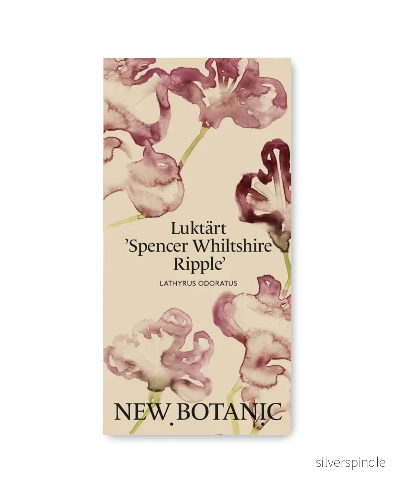 Luktärt ’Spencer Whiltshire Ripple’ – Nyhet! Luktärt ’Spencer Whiltshire Ripple’ – Nyhet!