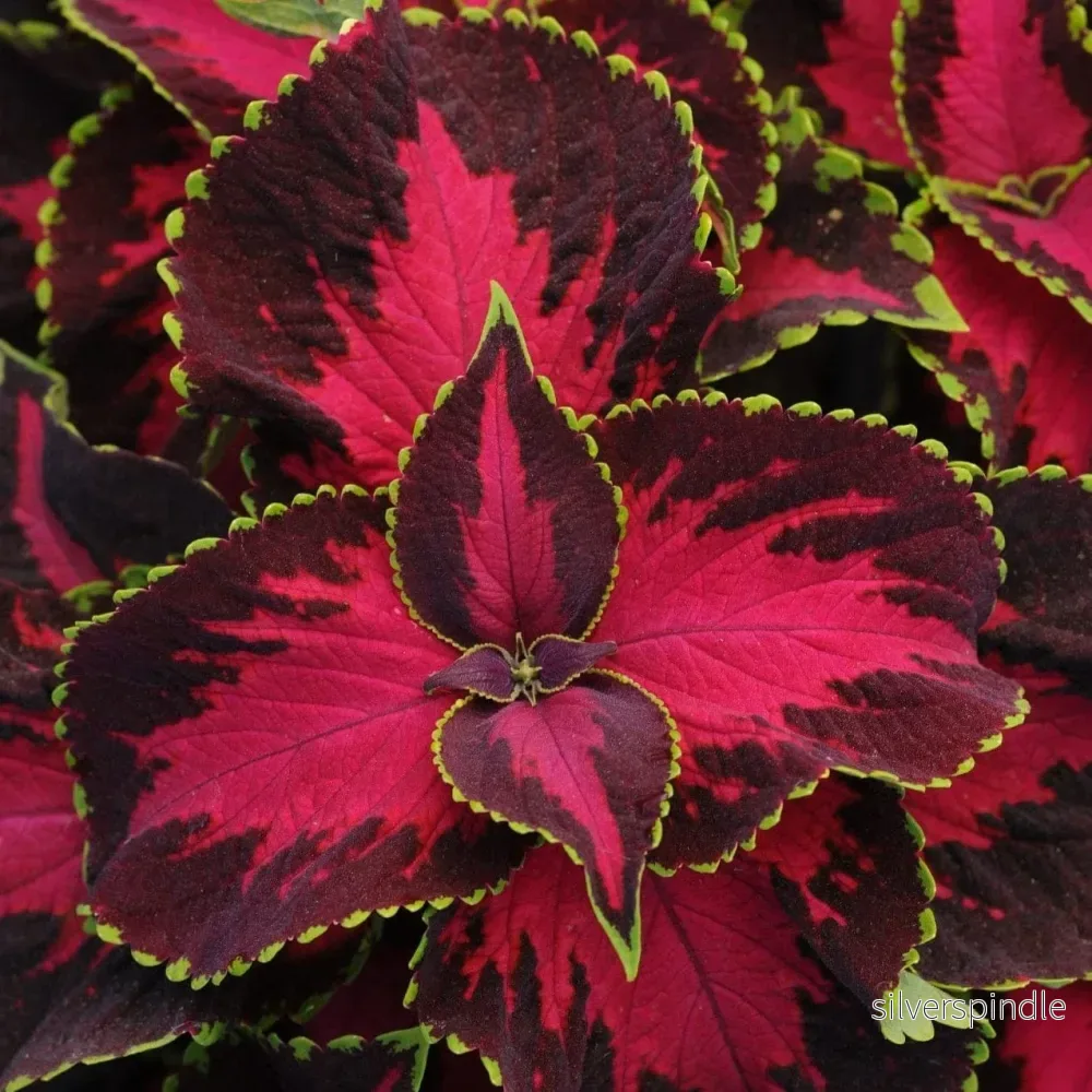 Palettblad ‘Chocolate Covered Cherry’ Palettblad ‘Chocolate Covered Cherry’