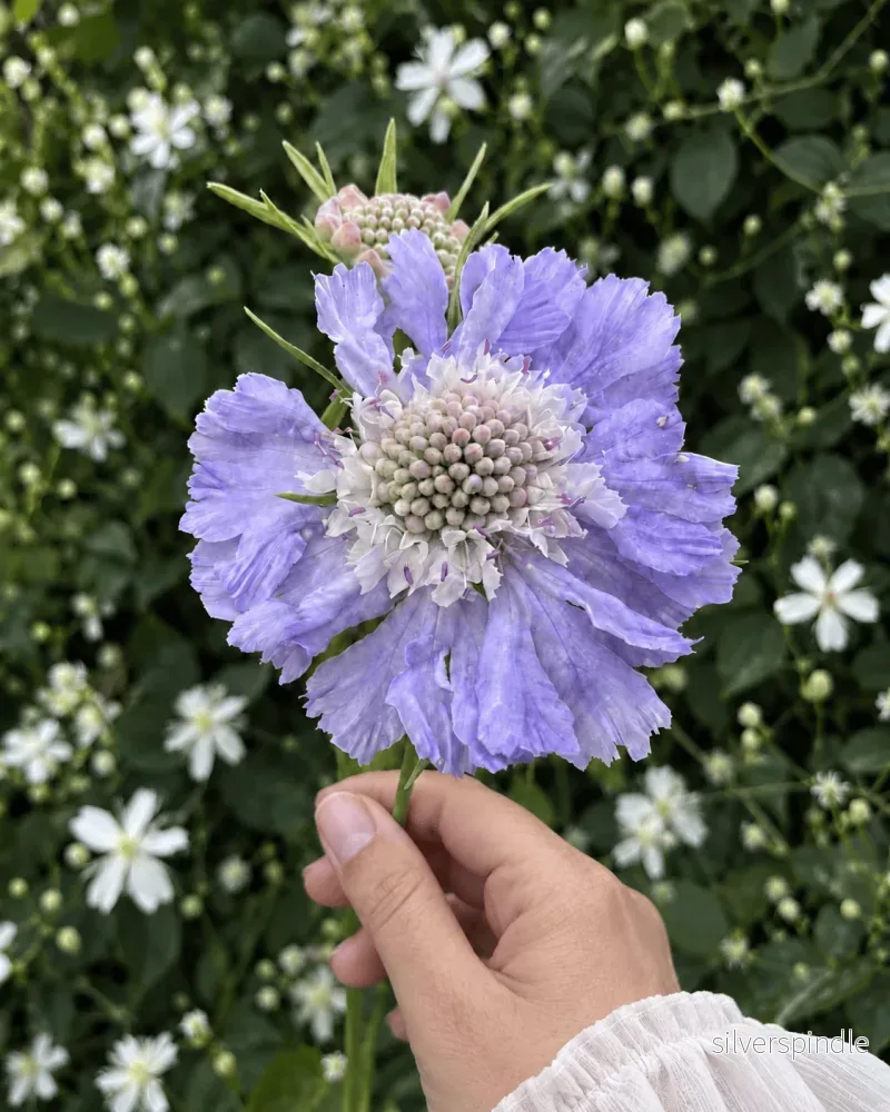 Höstvädd ‘Perfection Blue’ Höstvädd ‘Perfection Blue’