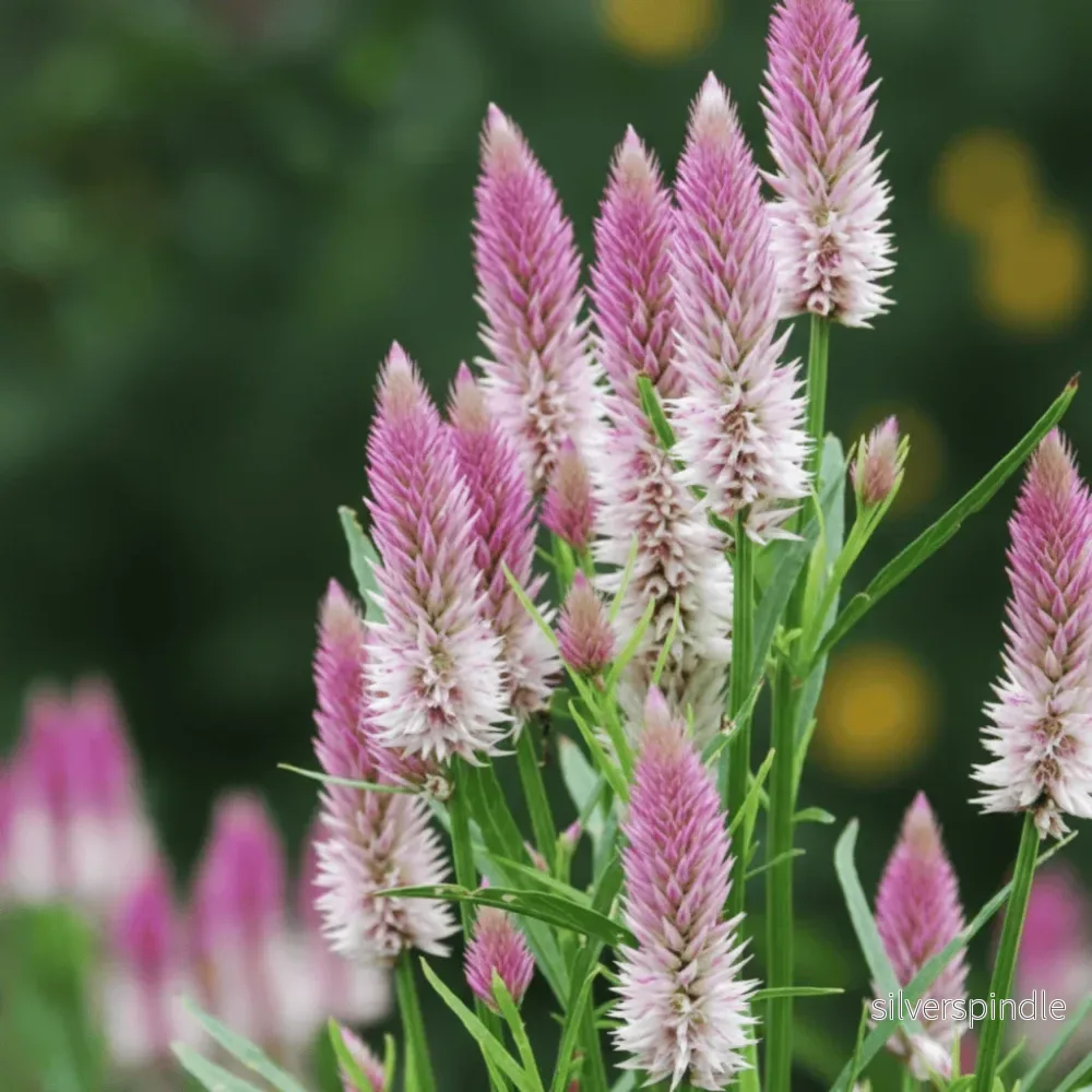 Axamarant ‘Flamingo Feather’