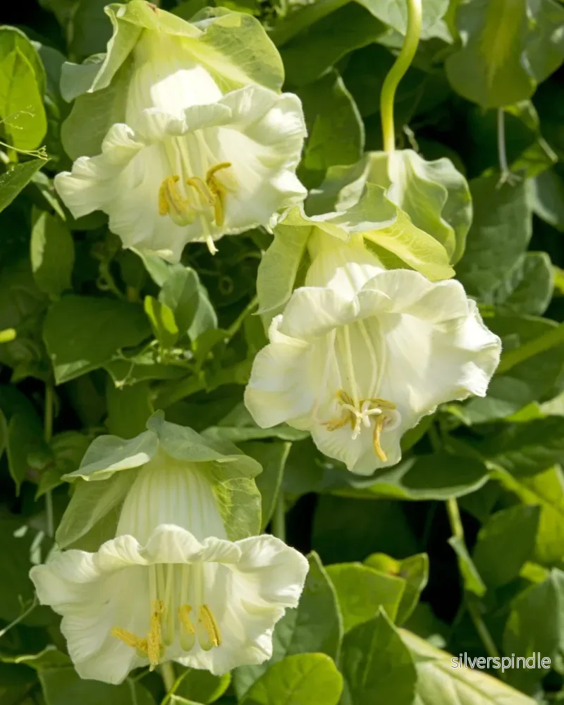 Klockranka 'Alba' - Nyhet! - Bild 2