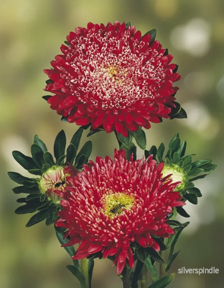 Sommaraster ‘Matador Fiery Red’