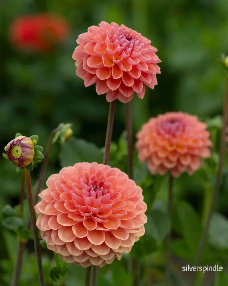 Dahlia ’Orange Breeze’