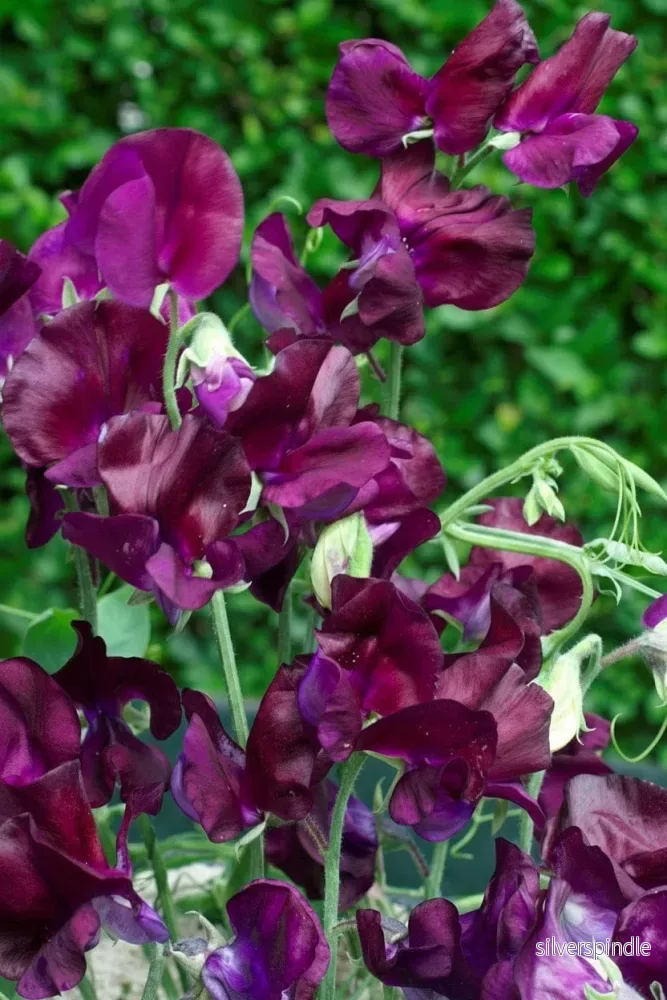 Luktärt ‘Royal Maroon’ Luktärt ‘Royal Maroon’