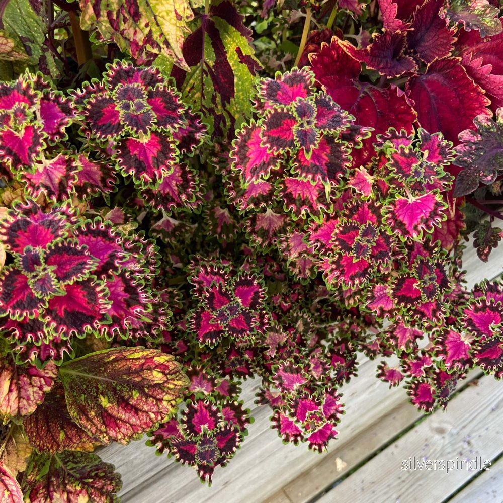 Palettblad ‘Colorful Duckfoot Rosa Sport’ - Bild 2