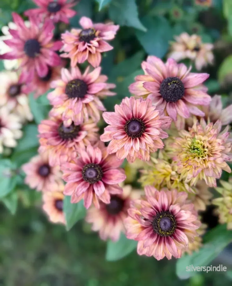 Sommarrudbeckia 'Sahara'