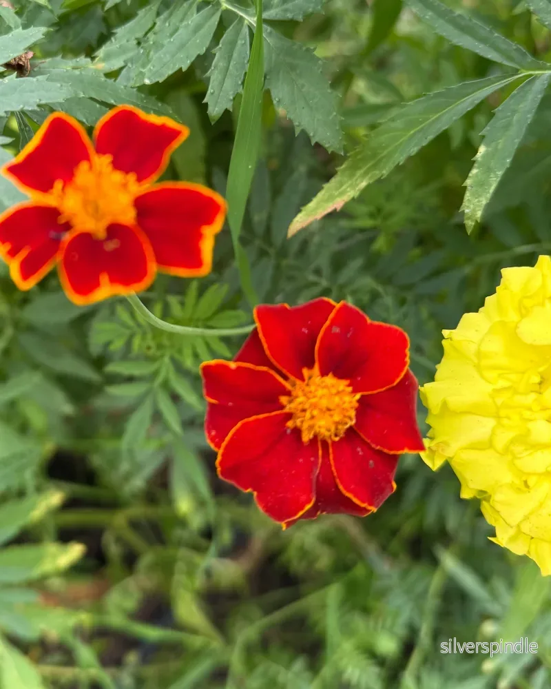 Linnétagetes 'Burning Embers'