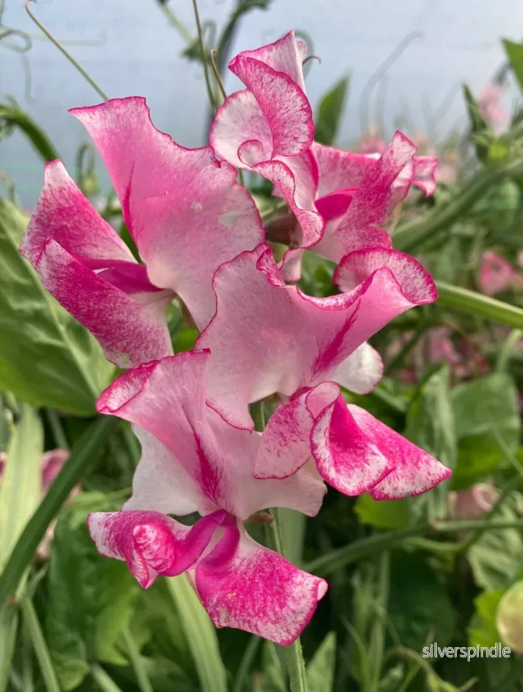 Luktärt ‘Spencer Pink Ripple’ Luktärt ‘Spencer Pink Ripple’