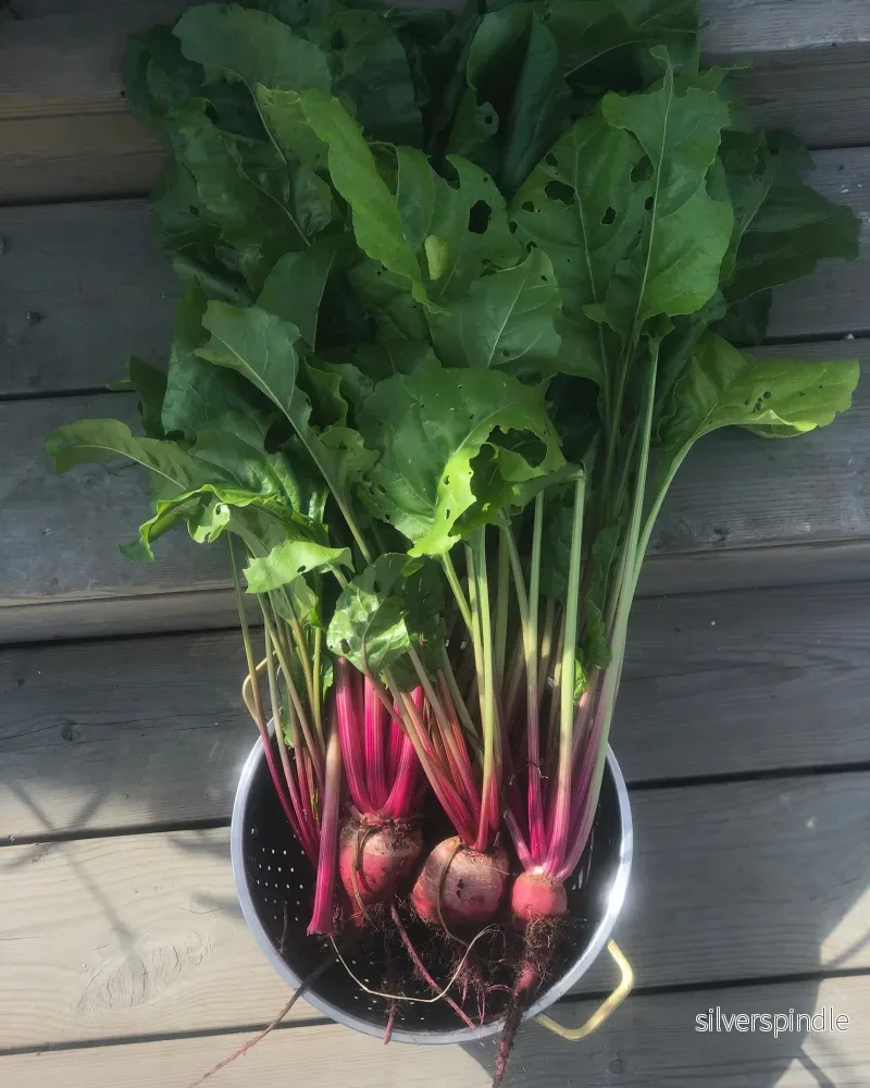 Polkabeta 'Chioggia', Ekologisk - Bild 3