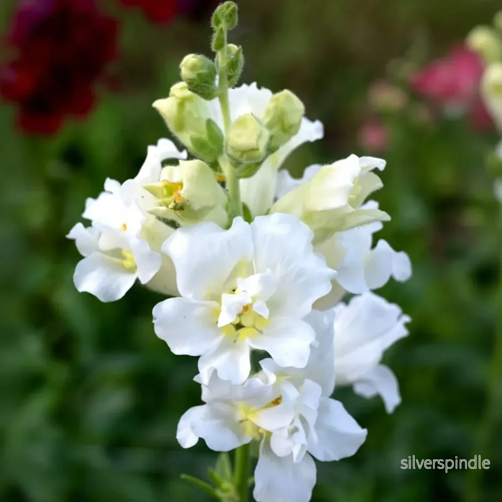 Lejongap ‘Madame Butterfly Ivory’ F1