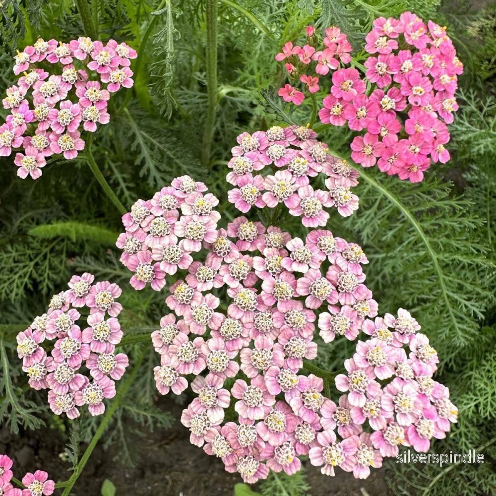 Röllika ‘Flowerburst Fruitbowl’ - Bild 3