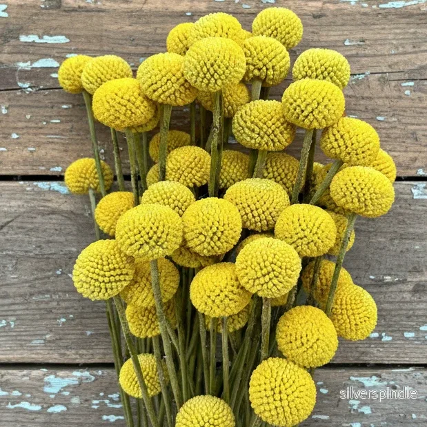 Solboll ‘Drumstick’