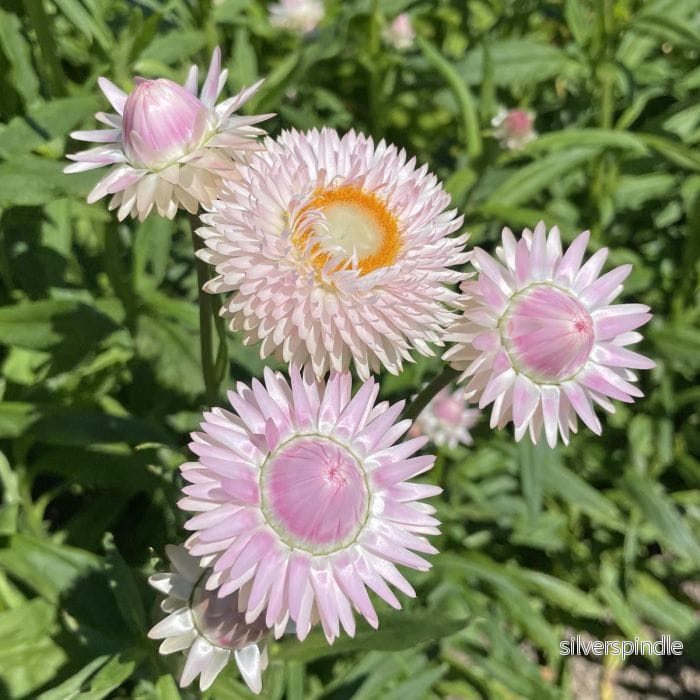 Jätteeternell ‘Silvery Rose’ Jätteeternell ‘Silvery Rose’