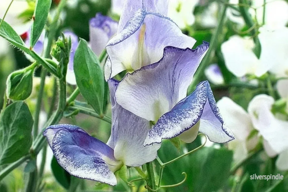 Luktärt ‘Spencer Blue Ripple’ Luktärt ‘Spencer Blue Ripple’