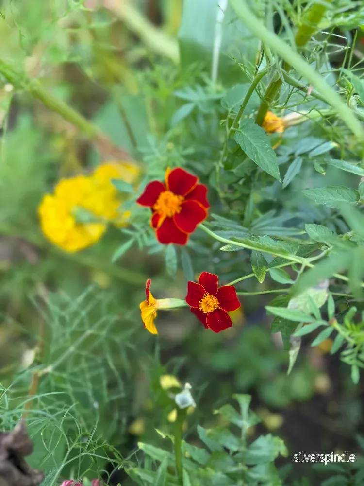 Linnétagetes 'Burning Embers' - Bild 2