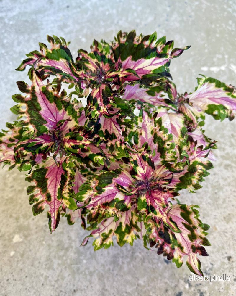 Palettblad ’Afrodite’ Palettblad ’Afrodite’