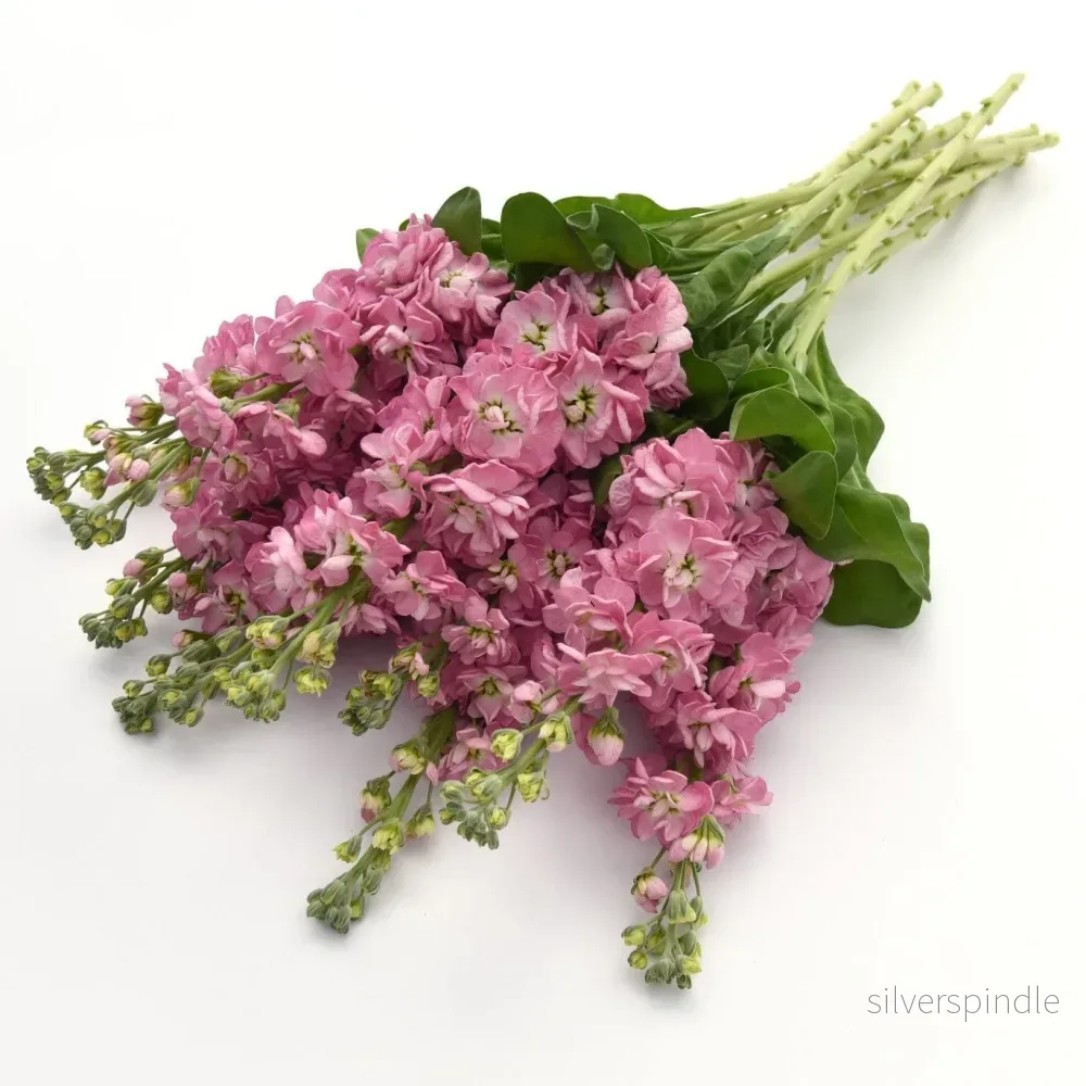 Lövkoja ‘Antique Rose’ - Bild 2