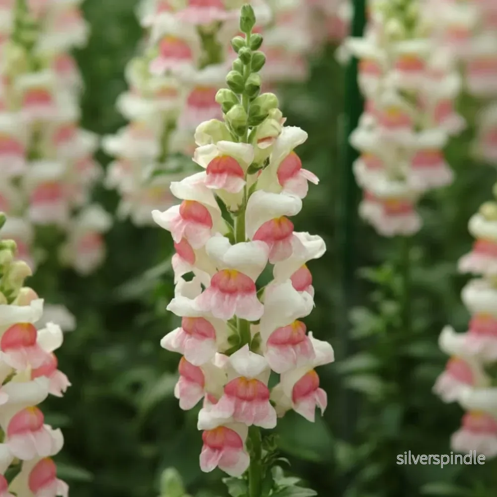 Lejongap ‘Potomac Appleblossom’ F1