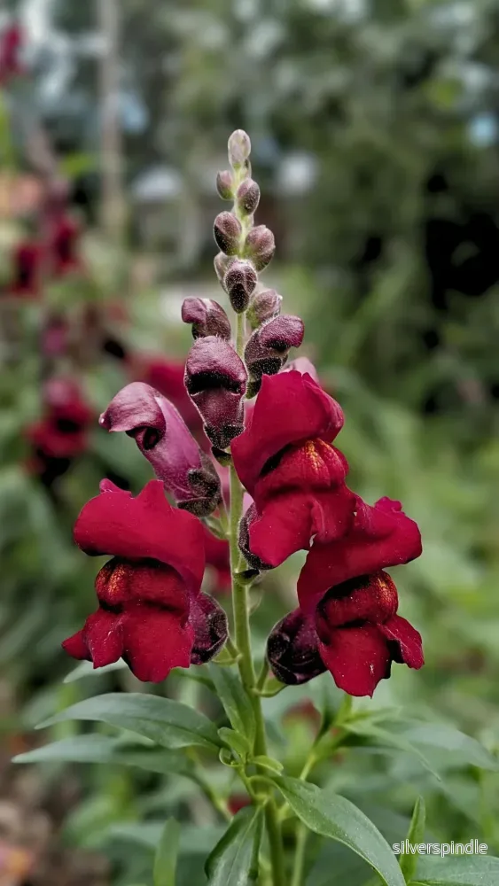 Lejongap ‘Ruby’ Lejongap ‘Ruby’