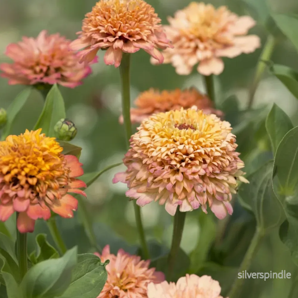 Zinnia 'Cresto! Peachy Pink’ - Bild 2