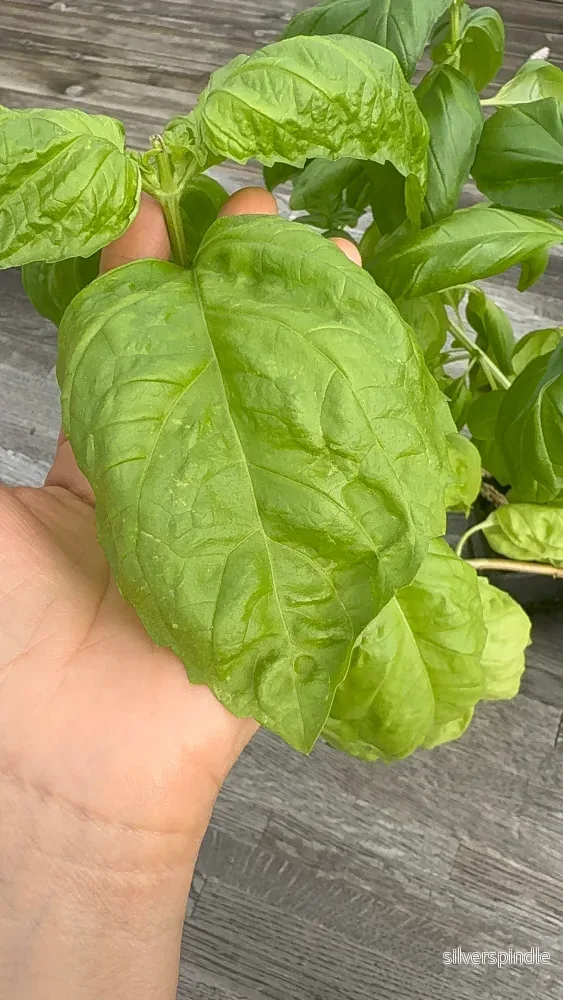 Basilika ‘Napoletano Lettuce Leaf’ – storbladig basilika för kök och sallader - Bild 2