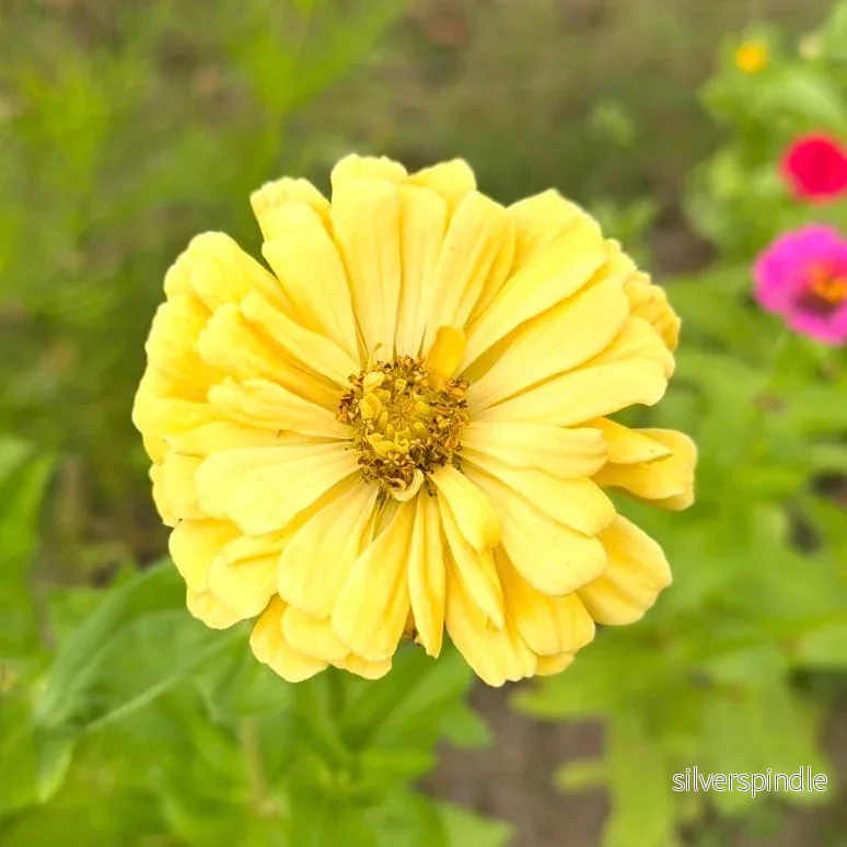 Zinnia ‘Isabellina’ Zinnia ‘Isabellina’