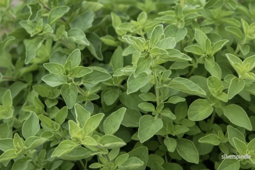 Grekisk oregano ‘Greek’ – intensiv och aromatisk flerårig oregano Grekisk oregano ‘Greek’ – intensiv och aromatisk flerårig oregano