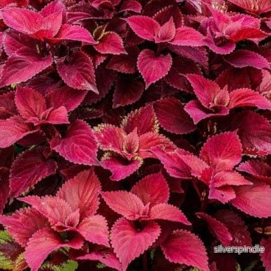Palettblad ‘Wizard Velvet Red’ - Bild 2