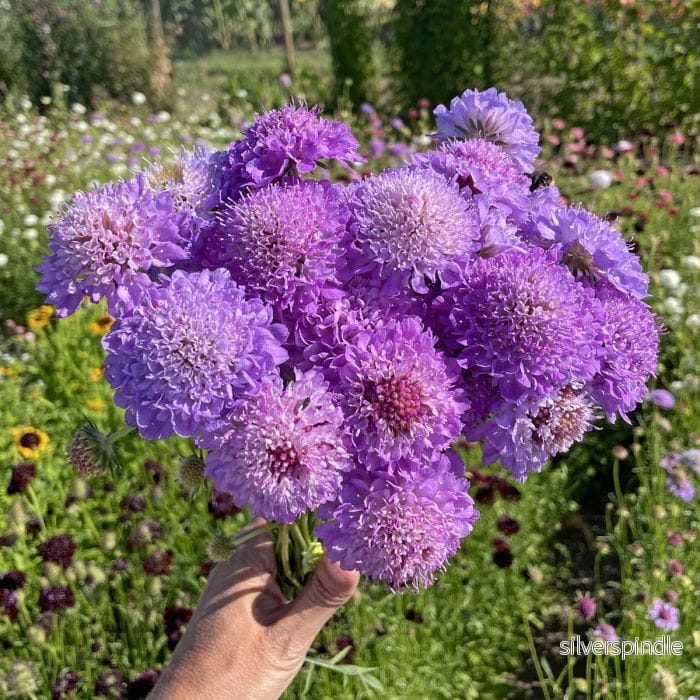 Praktvädd ’Blue Cockade’