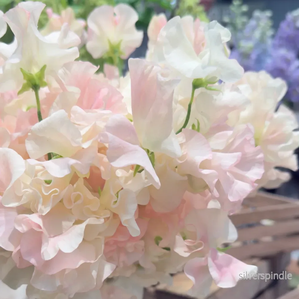 Luktärt ‘Spring Sunshine Blush’ Luktärt ‘Spring Sunshine Blush’