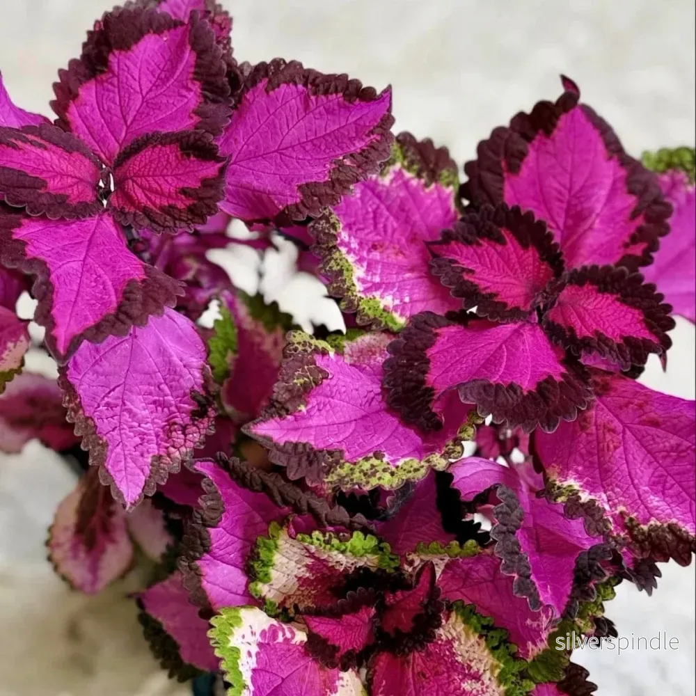Palettblad ‘China Rose rosa sport‘