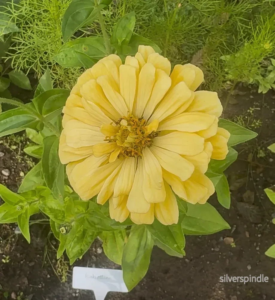Zinnia ‘Isabellina’ - Bild 3