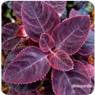 Palettblad ‘Mesmerize Rusty Red’ Palettblad ‘Mesmerize Rusty Red’