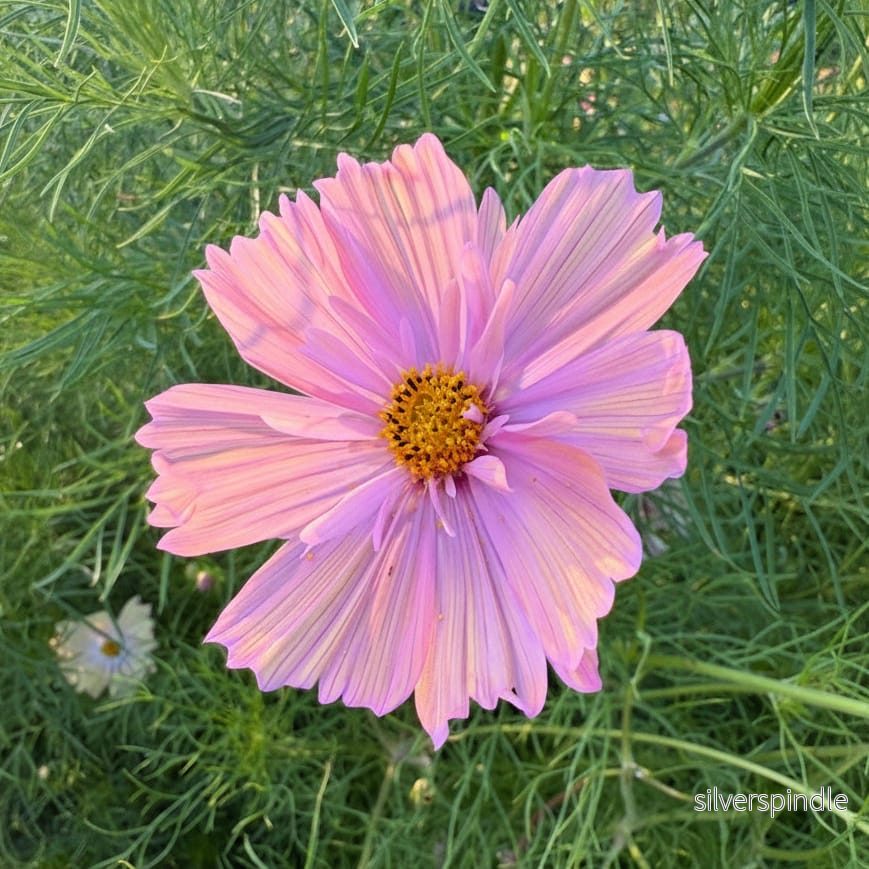 Rosenskära ‘Apricotta’