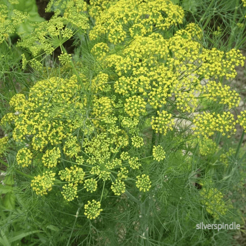 Dill ‘Dukat’ – aromatisk bladdill för köksträdgård och buketter Dill ‘Dukat’ – aromatisk bladdill för köksträdgård och buketter