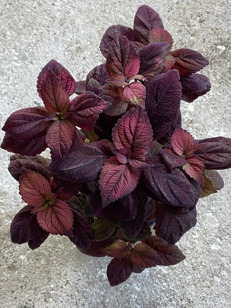 Palettblad ‘Talavera™ Chocolate Velveteen’