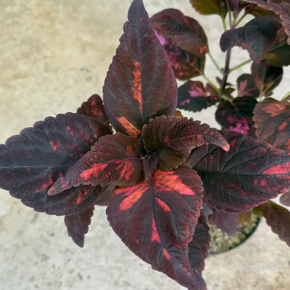 Palettblad ‘Morgan Le Fay’