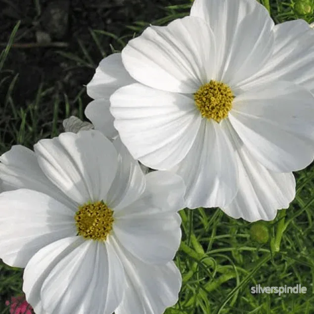 Rosenskära ‘Purity White’ Rosenskära ‘Purity White’