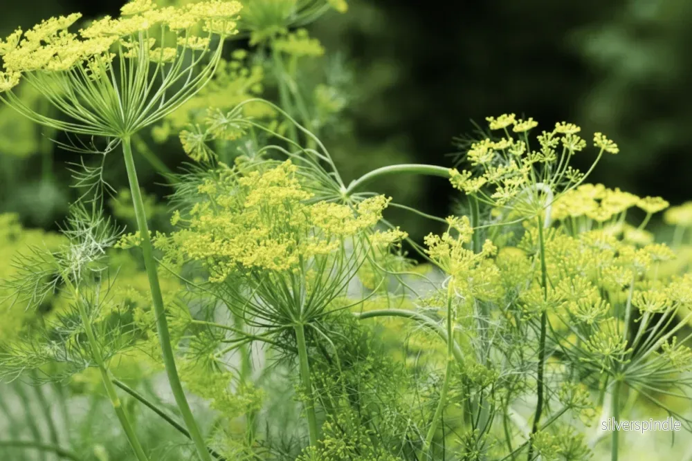 Dill ‘Mammoth’ – medeltidig krondill med extra stora kronor Dill ‘Mammoth’ – medeltidig krondill med extra stora kronor