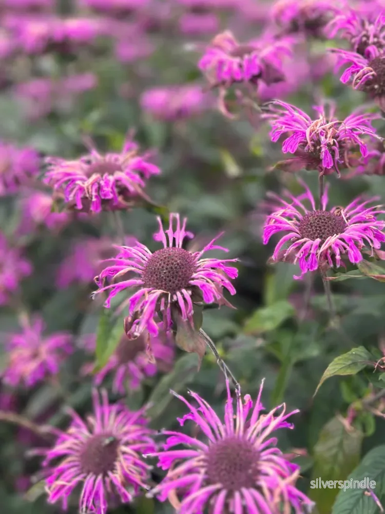 Temynta 'Bergamot' - Bild 3