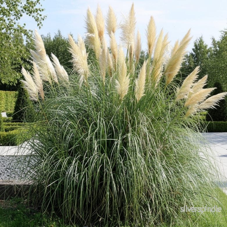 Pampasgräs ‘White Plume’ Pampasgräs ‘White Plume’